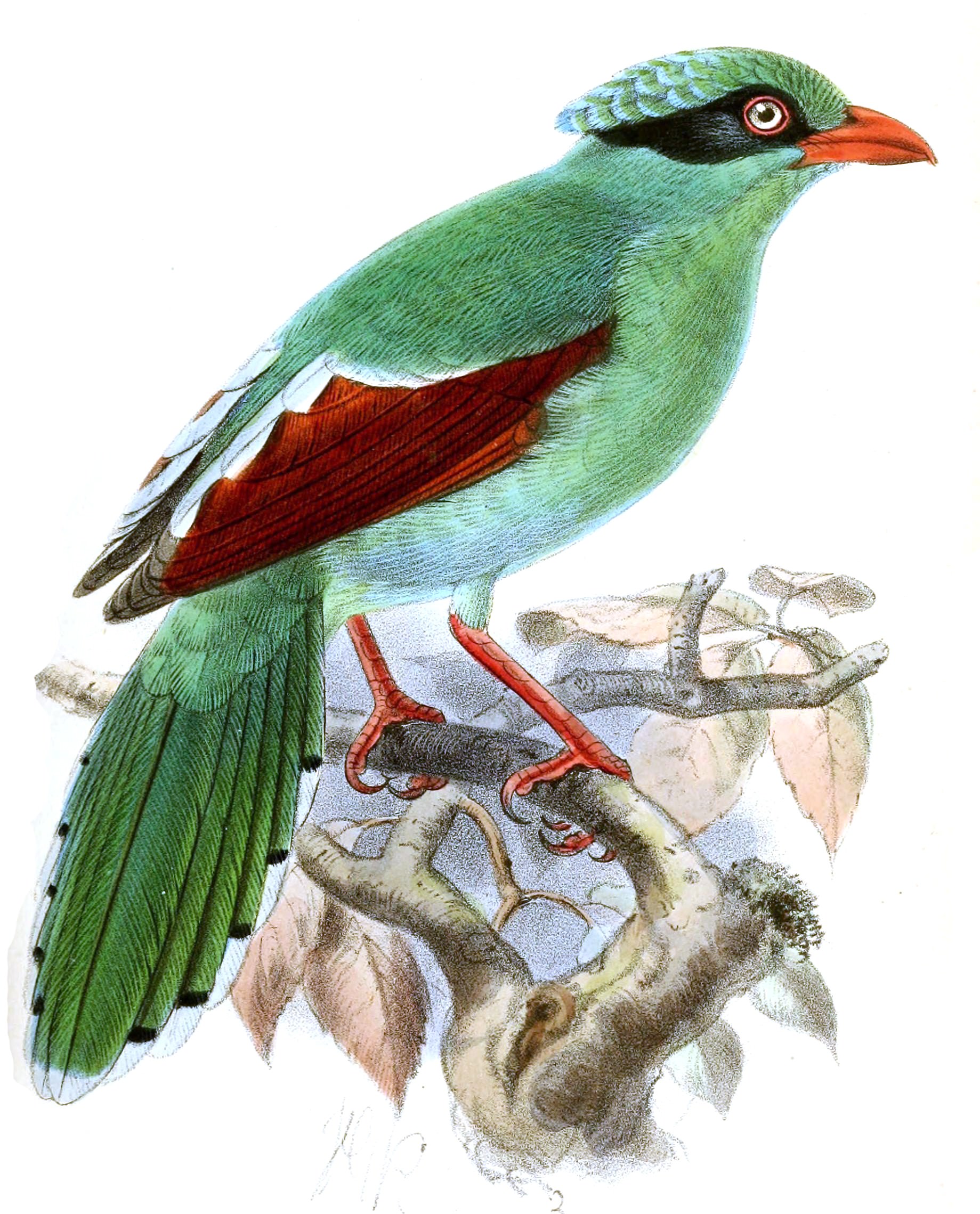 bornean-green-magpie
