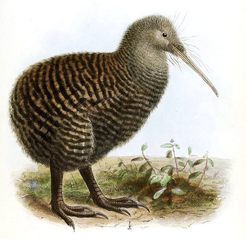 great-spotted-kiwi